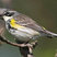 Yellow-rumped Warbler
